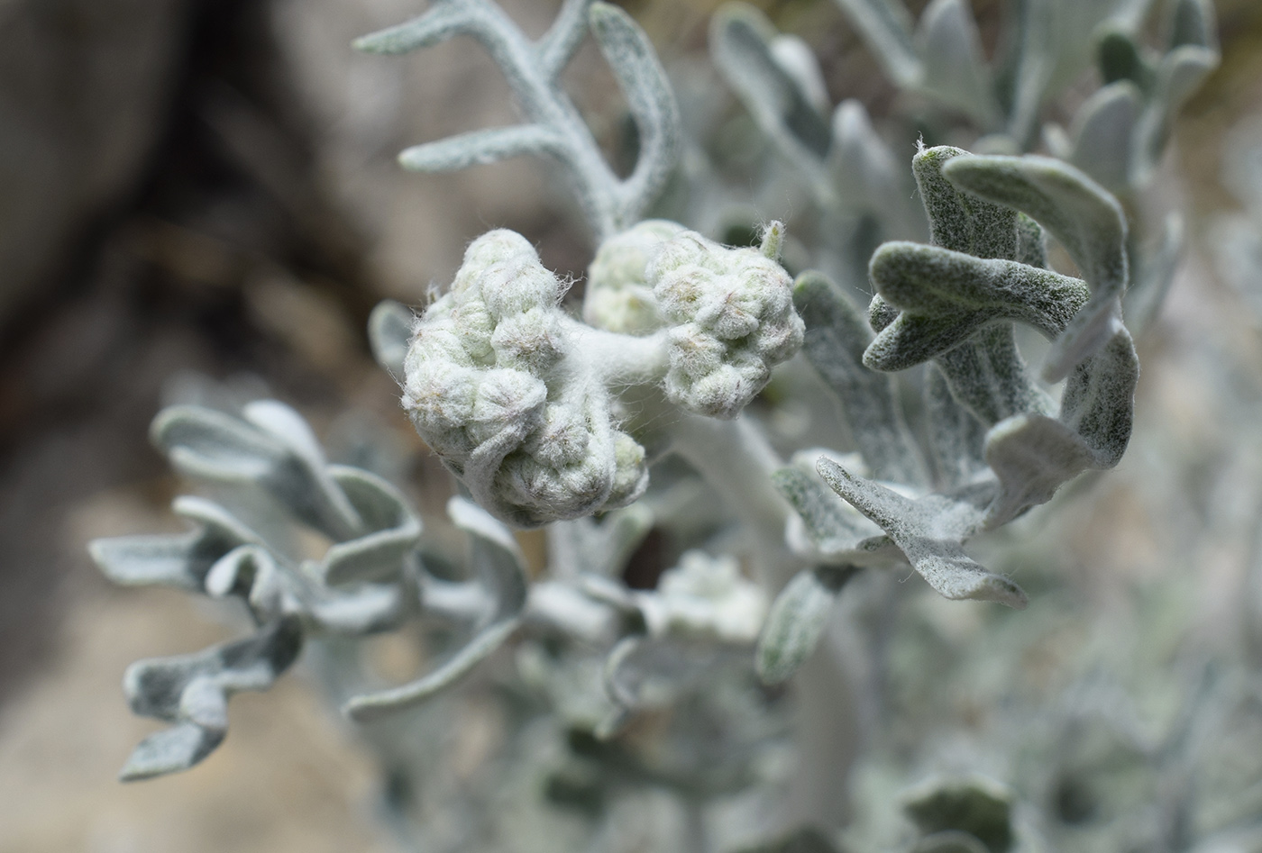 Изображение особи Senecio cineraria.