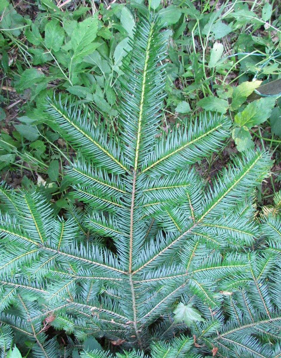 Image of Abies grandis specimen.