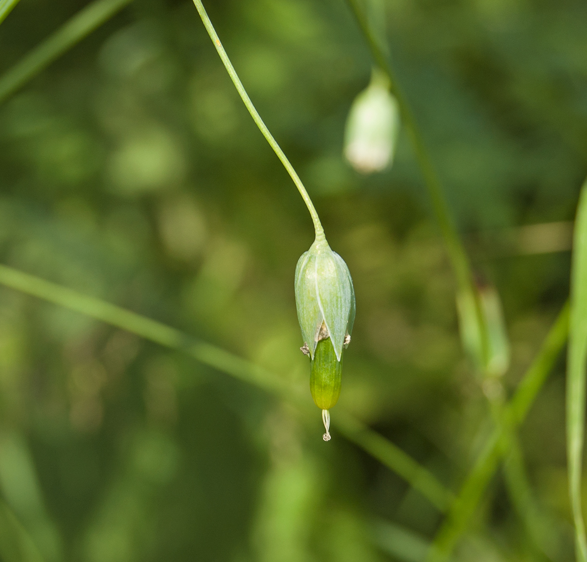 Image of Cerastium davuricum specimen.