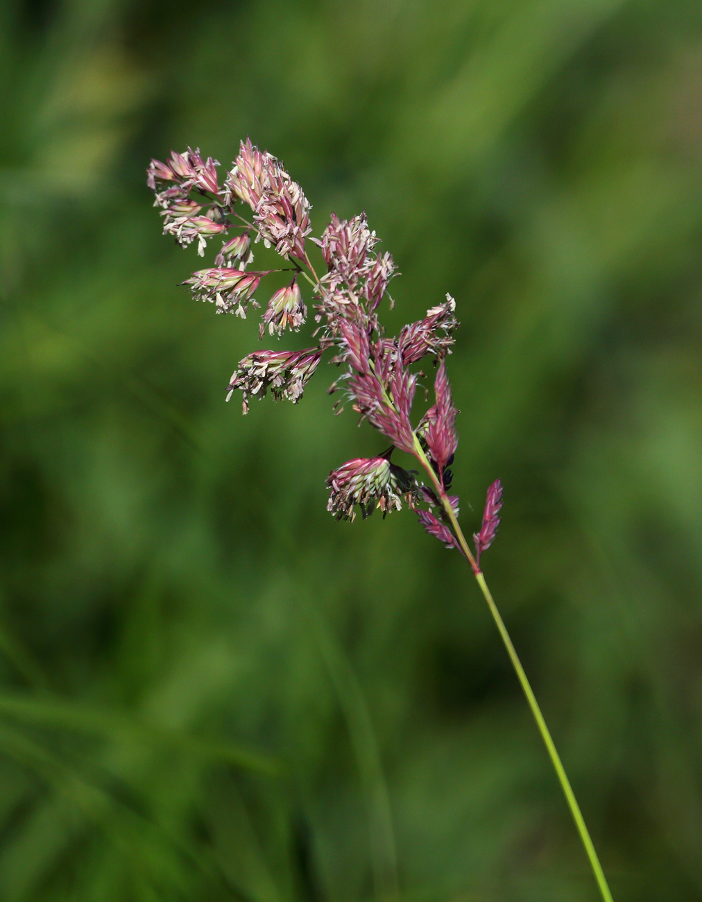 Изображение особи Phalaroides arundinacea.