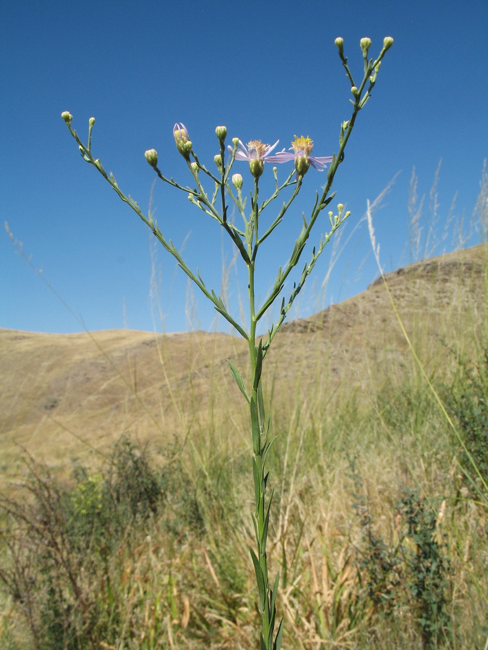 Image of Galatella coriacea specimen.