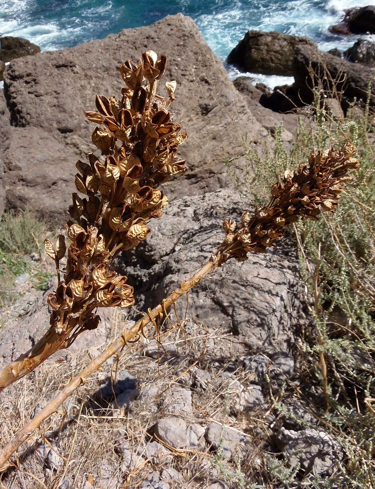 Изображение особи Asphodeline taurica.