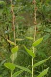 Digitalis grandiflora. Середины побегов с основаниями соплодий (видна абаксиальная поверхность листьев). Пермский край, Суксунский р-н, Ключевское сельское поселение, долина р. Сылва примерно 5 км выше дер. Агафонково, опушка перелеска на речной террасе. 20 августа 2018 г.