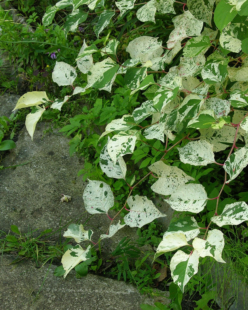 Image of Reynoutria japonica var. compacta specimen.