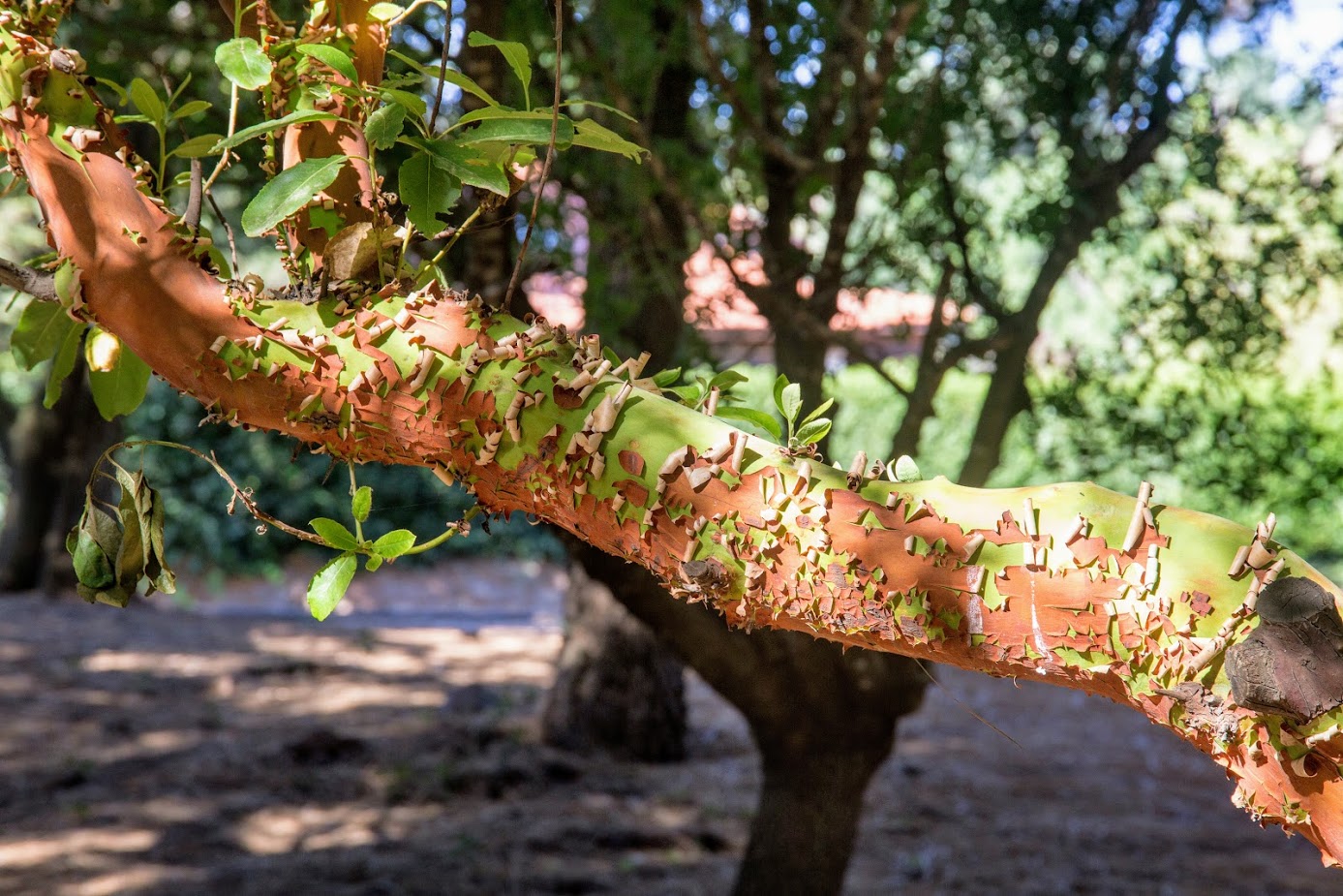 Image of Arbutus andrachne specimen.