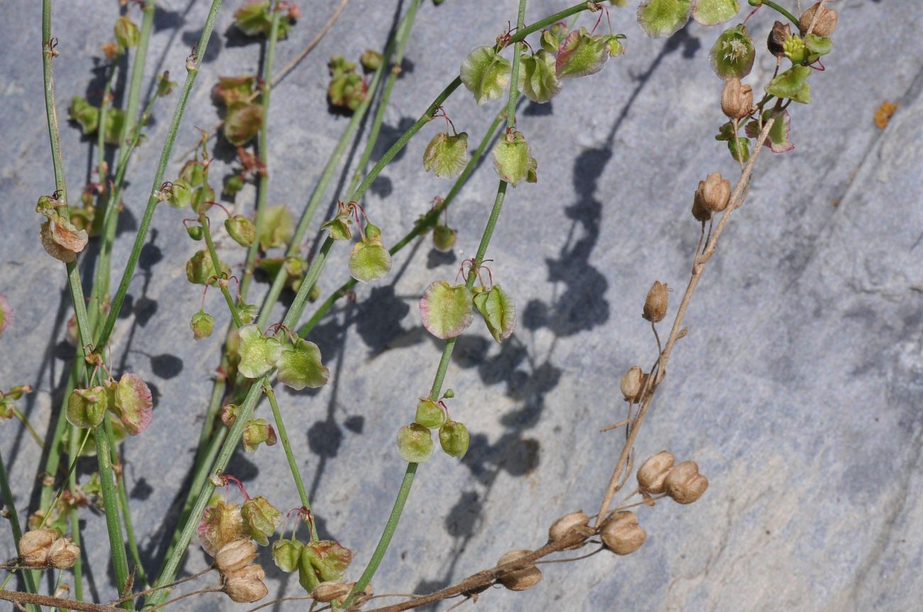 Image of Rumex hastifolius specimen.