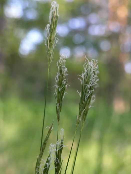 Image of Anthoxanthum odoratum specimen.