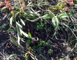 Rumex graminifolius