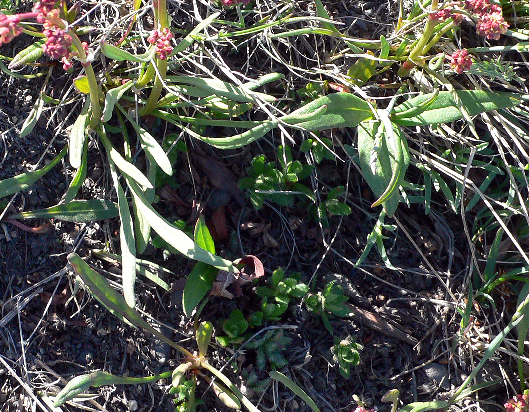 Image of Rumex graminifolius specimen.