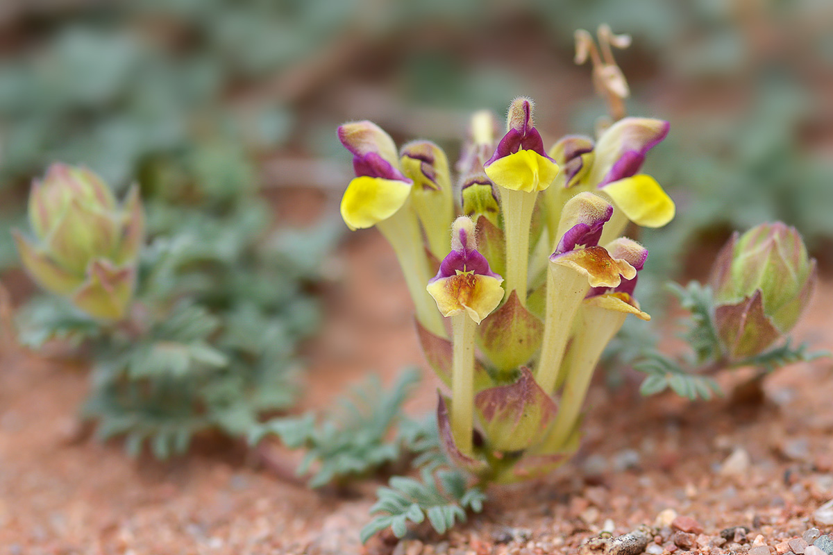 Изображение особи Scutellaria przewalskii.