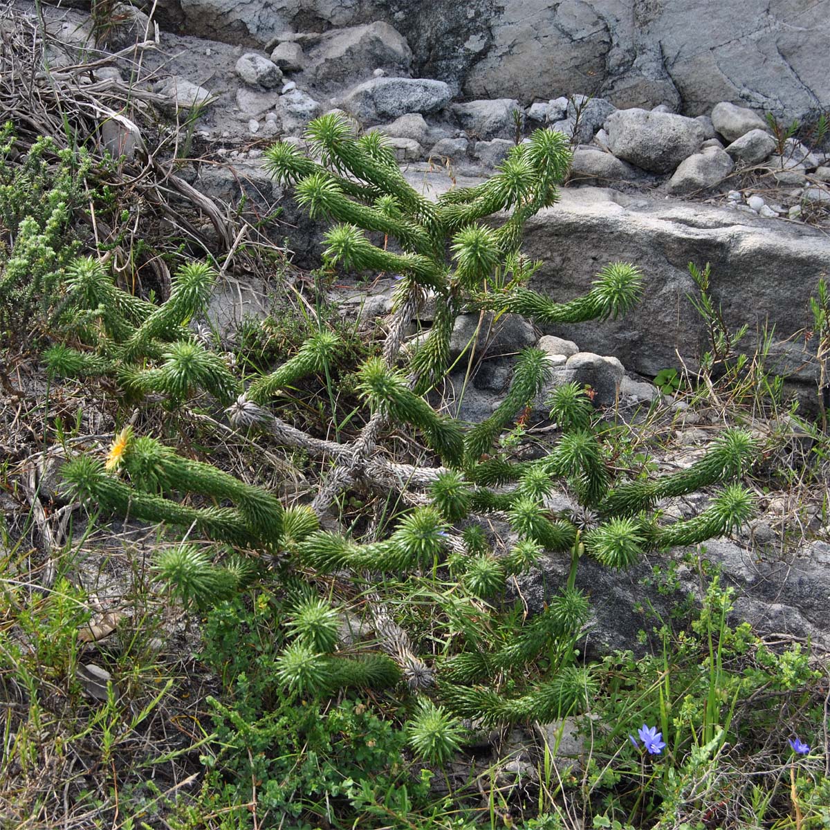 Image of Cullumia squarrosa specimen.