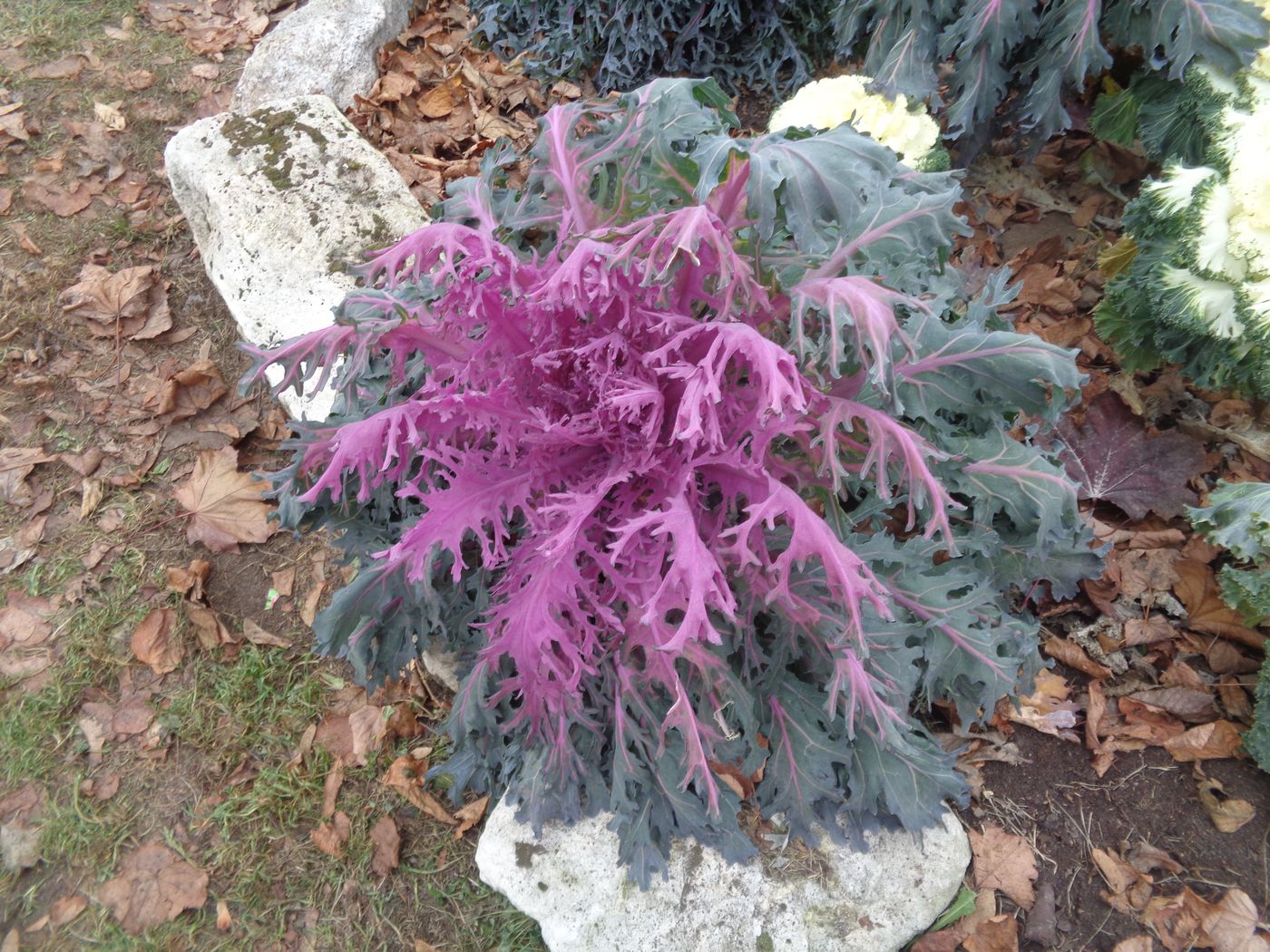 Изображение особи Brassica oleracea var. viridis.