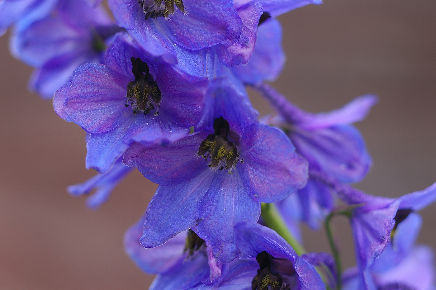 Изображение особи Delphinium &times; phoeniceum.