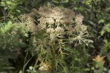 Pleurospermum uralense