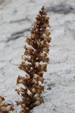 Cistanche flava