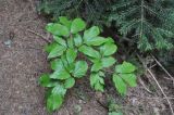 Paeonia macrophylla. Вегетирующее растение. Грузия, Боржоми-Харагаульский национальный парк, маршрут №6; гребень горного отрога, ≈ 1700 м н.у.м, хвойный лес в верхней части отрога. 26.05.2018.