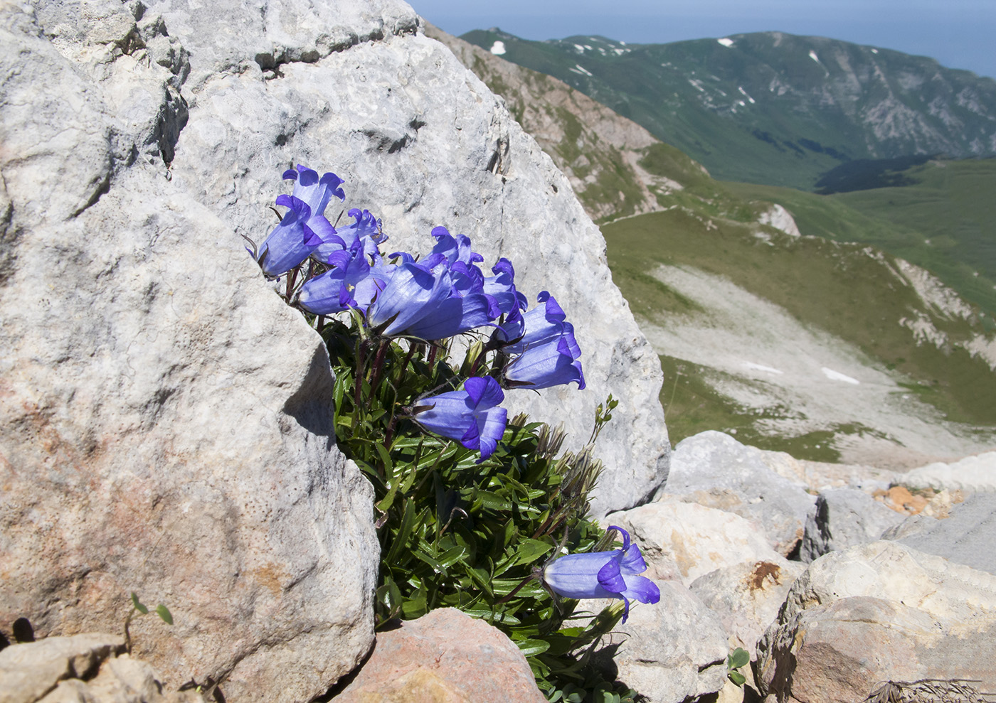 Image of Campanula ciliata specimen.