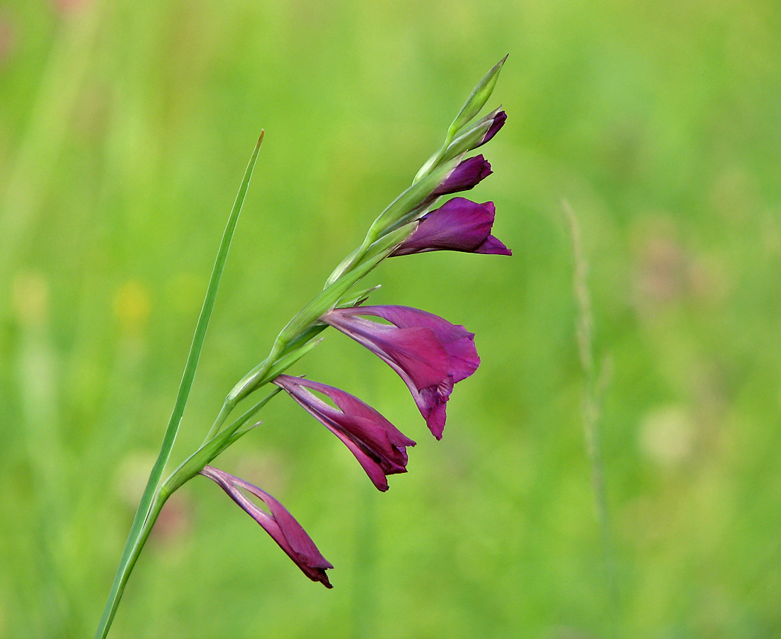 Изображение особи Gladiolus tenuis.