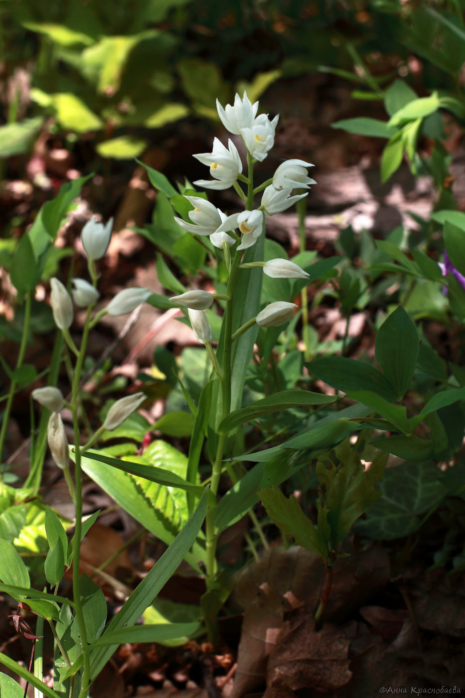 Image of Cephalanthera longifolia specimen.