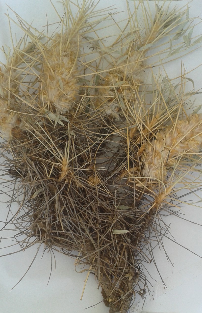 Image of genus Astracantha specimen.