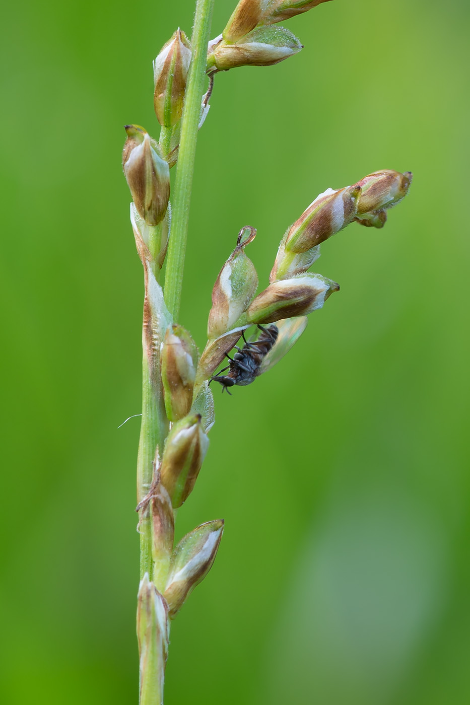 Изображение особи Carex digitata.