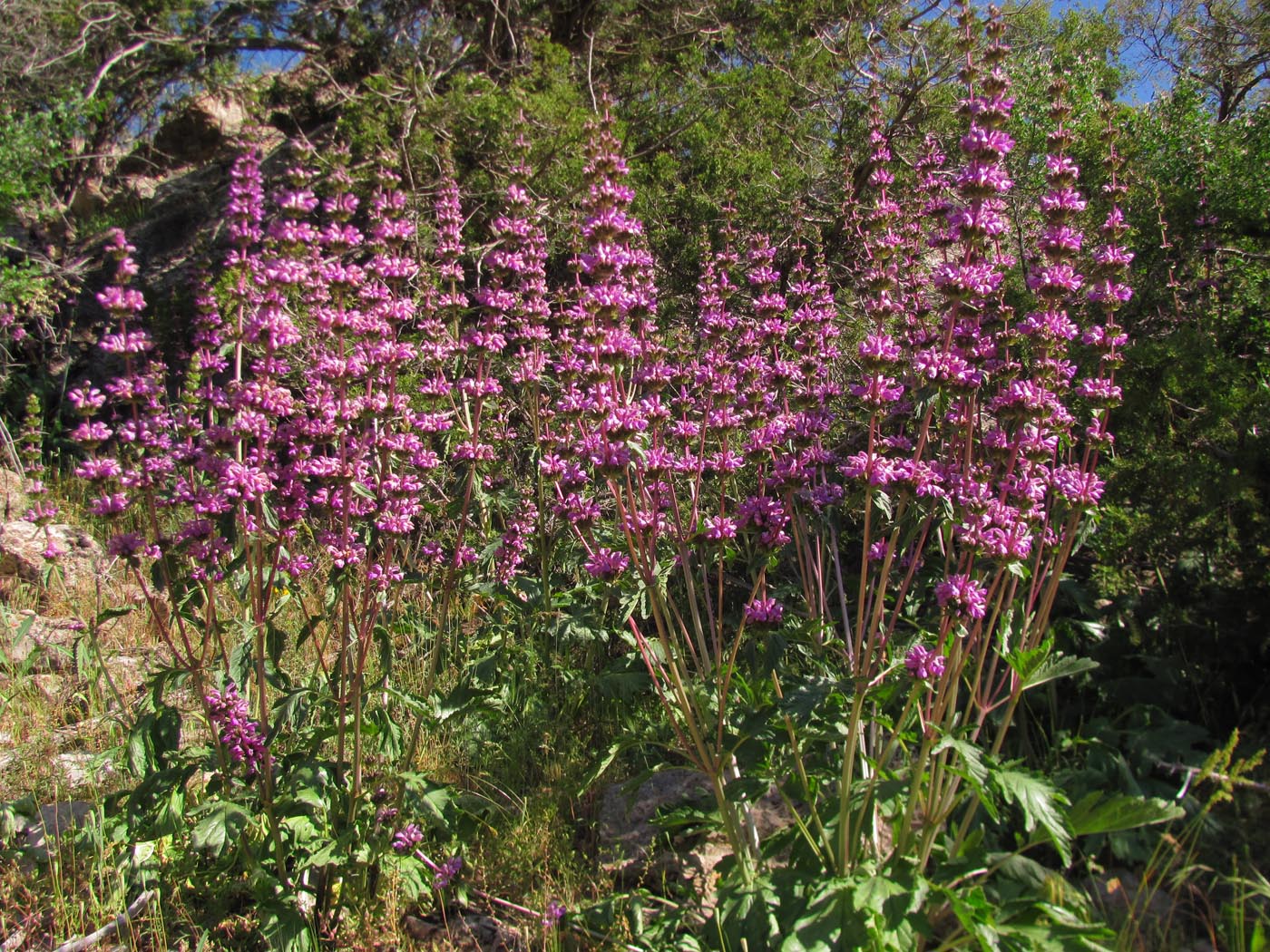 Image of Phlomoides lehmanniana specimen.