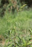 Echinochloa crus-galli