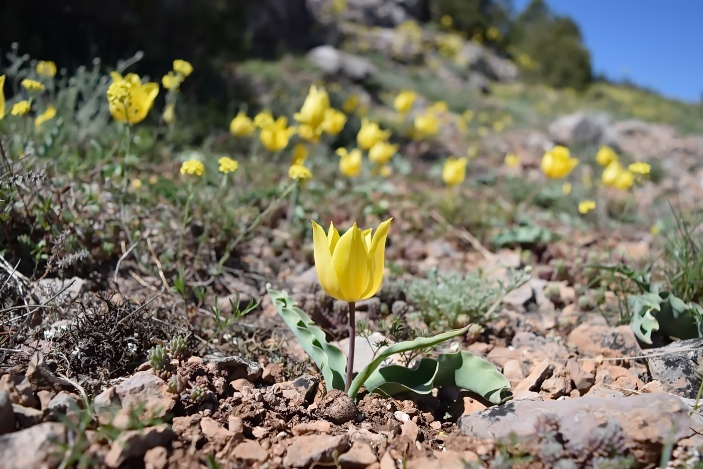 Image of Tulipa suaveolens specimen.