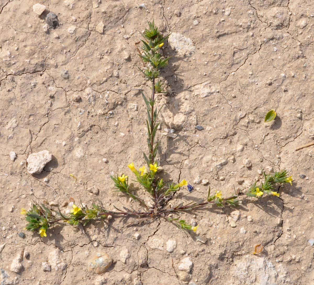 Image of Linum strictum ssp. spicatum specimen.