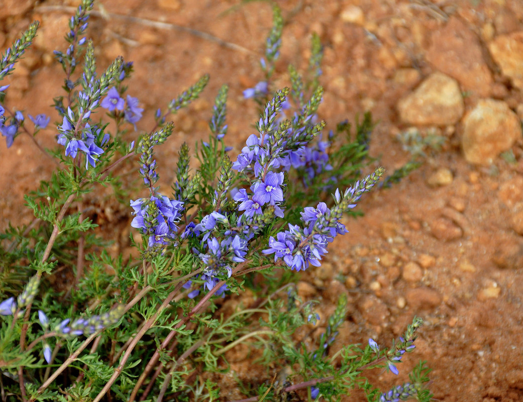 Image of Veronica capsellicarpa specimen.