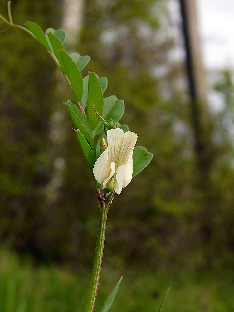 Изображение особи Vicia grandiflora.