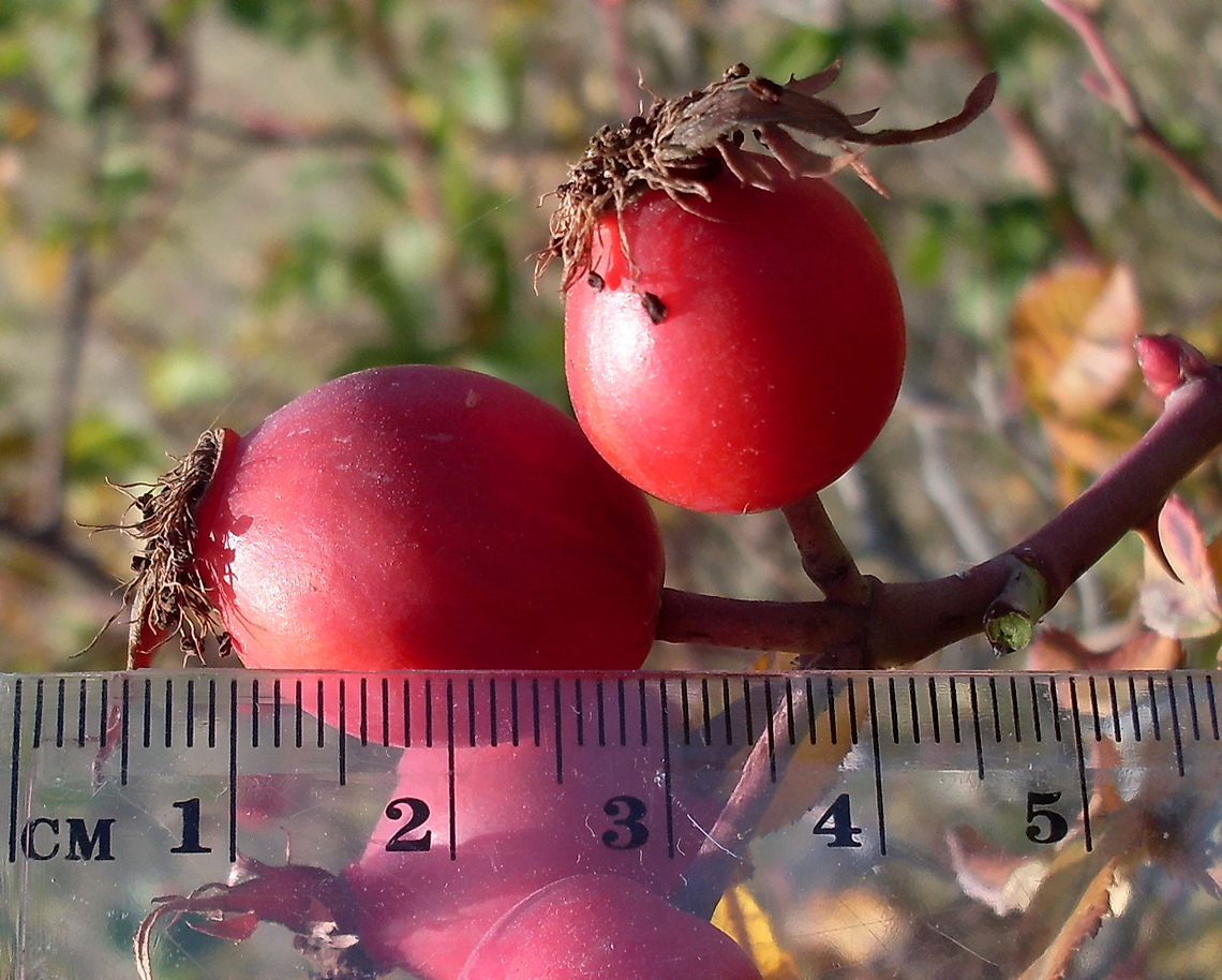 Image of Rosa &times; malmundariensis specimen.