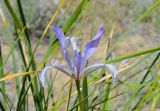 Iris songarica