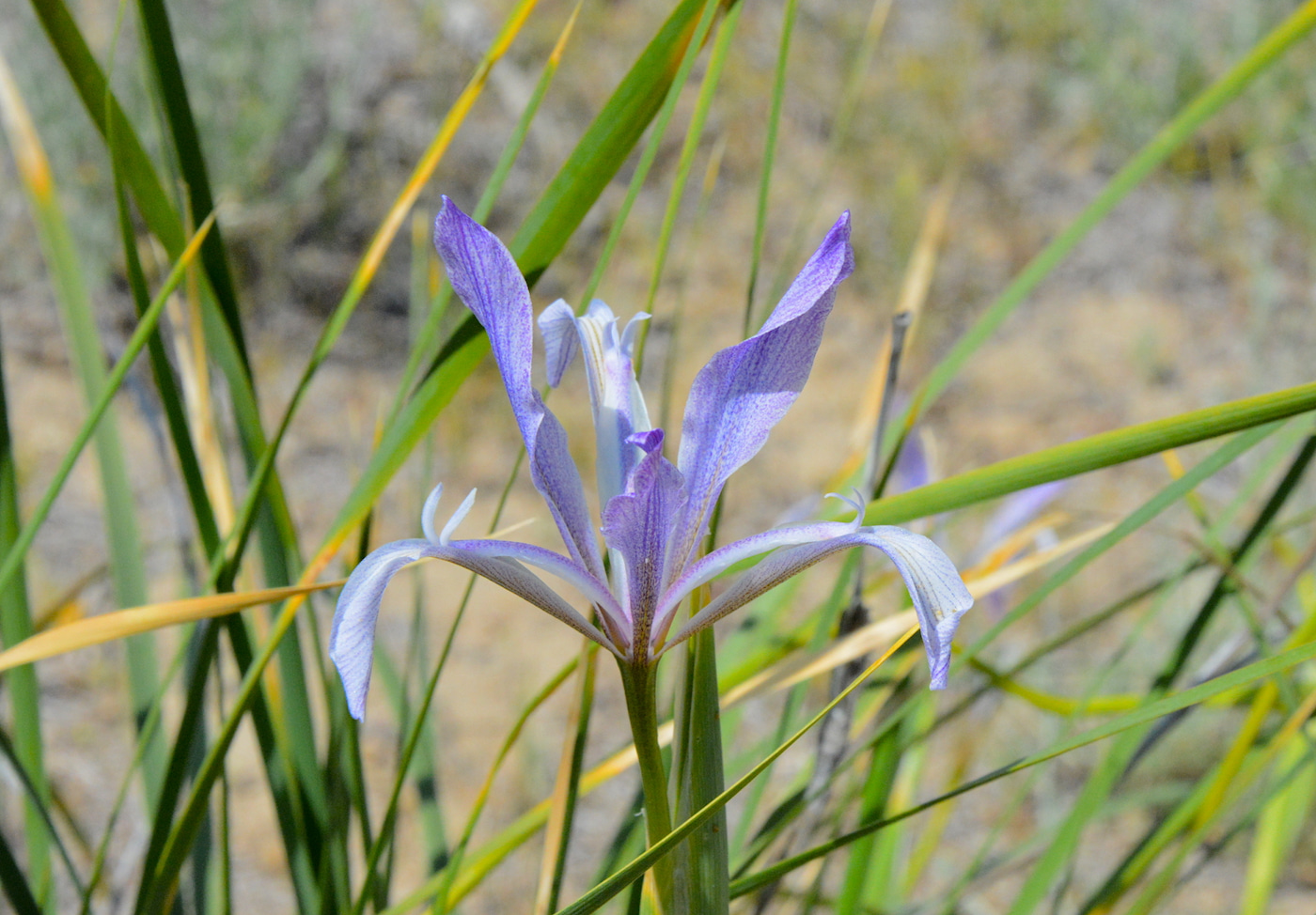 Изображение особи Iris songarica.