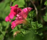 Petunia × hybrida