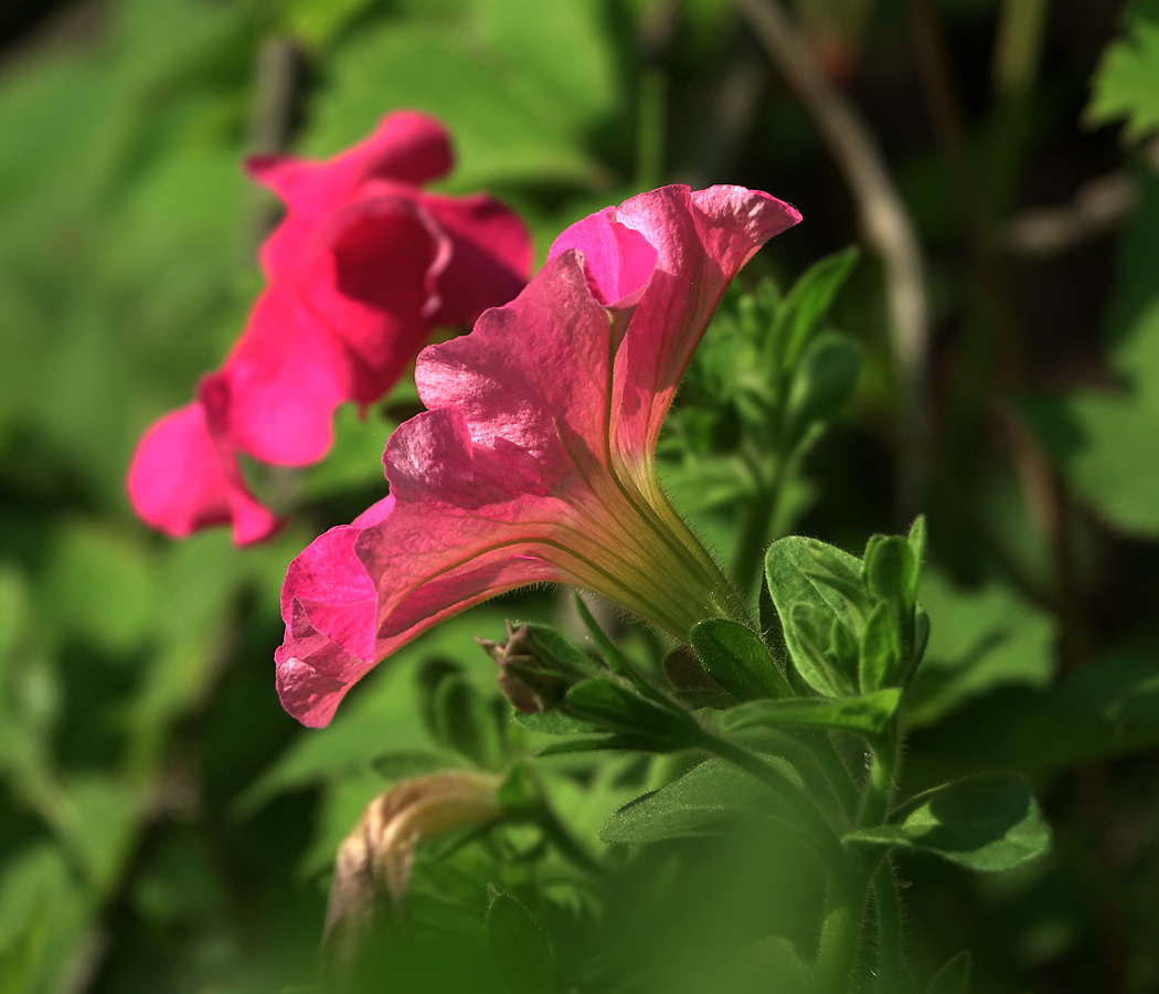 Изображение особи Petunia × atkinsiana.