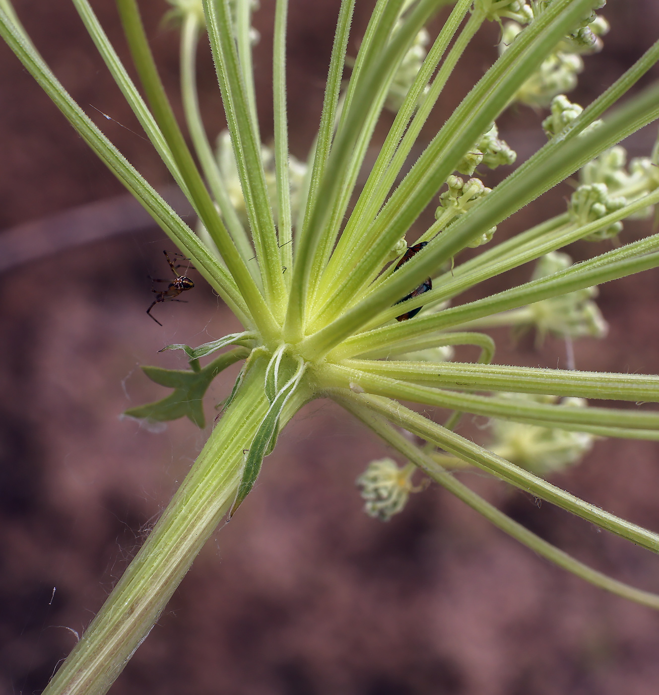 Image of Seseli libanotis specimen.