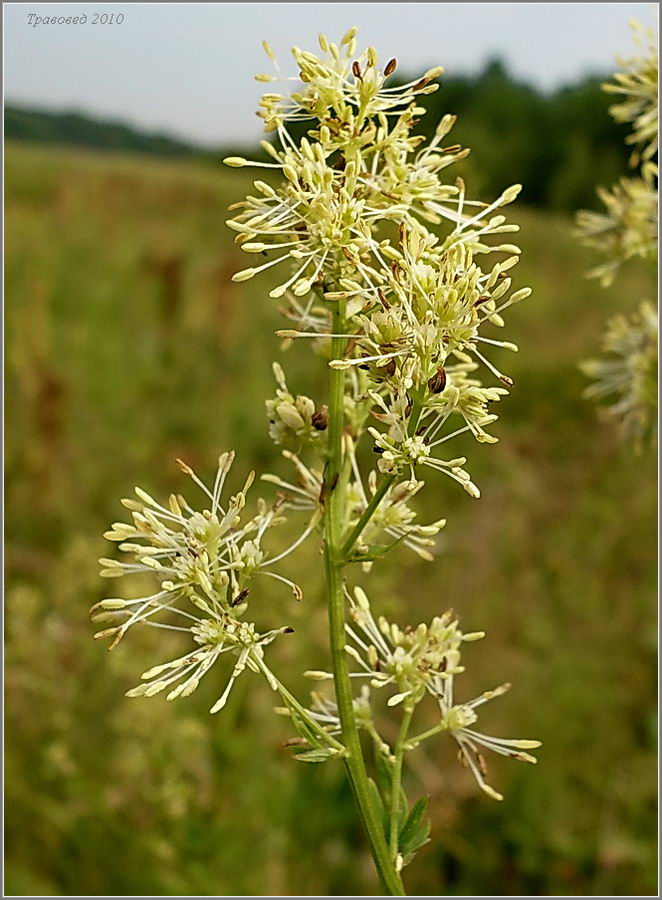 Изображение особи Thalictrum flavum.