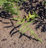 Sisymbrium altissimum