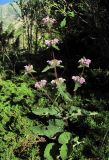 Phlomoides tuberosa. Цветущее растение. Кабардино-Балкария, Эльбрусский р-н, окр. г. Тырныауз, ок. 1400 м н.у.м., среди Berberis vulgaris и Juniperus sabina на склоне. 05.07.2019.