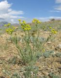 Bupleurum bicaule