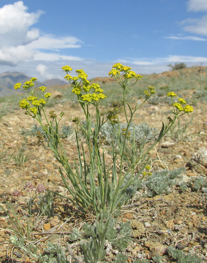 Image of Bupleurum bicaule specimen.