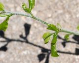 Plumbago zeylanica