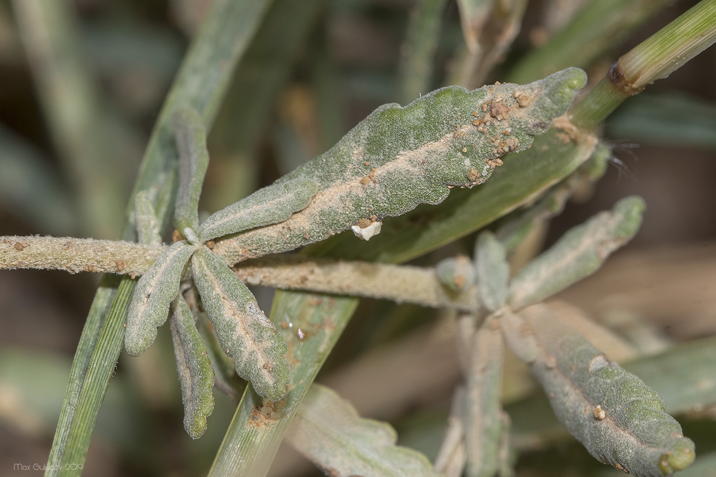 Изображение особи Teucrium capitatum.