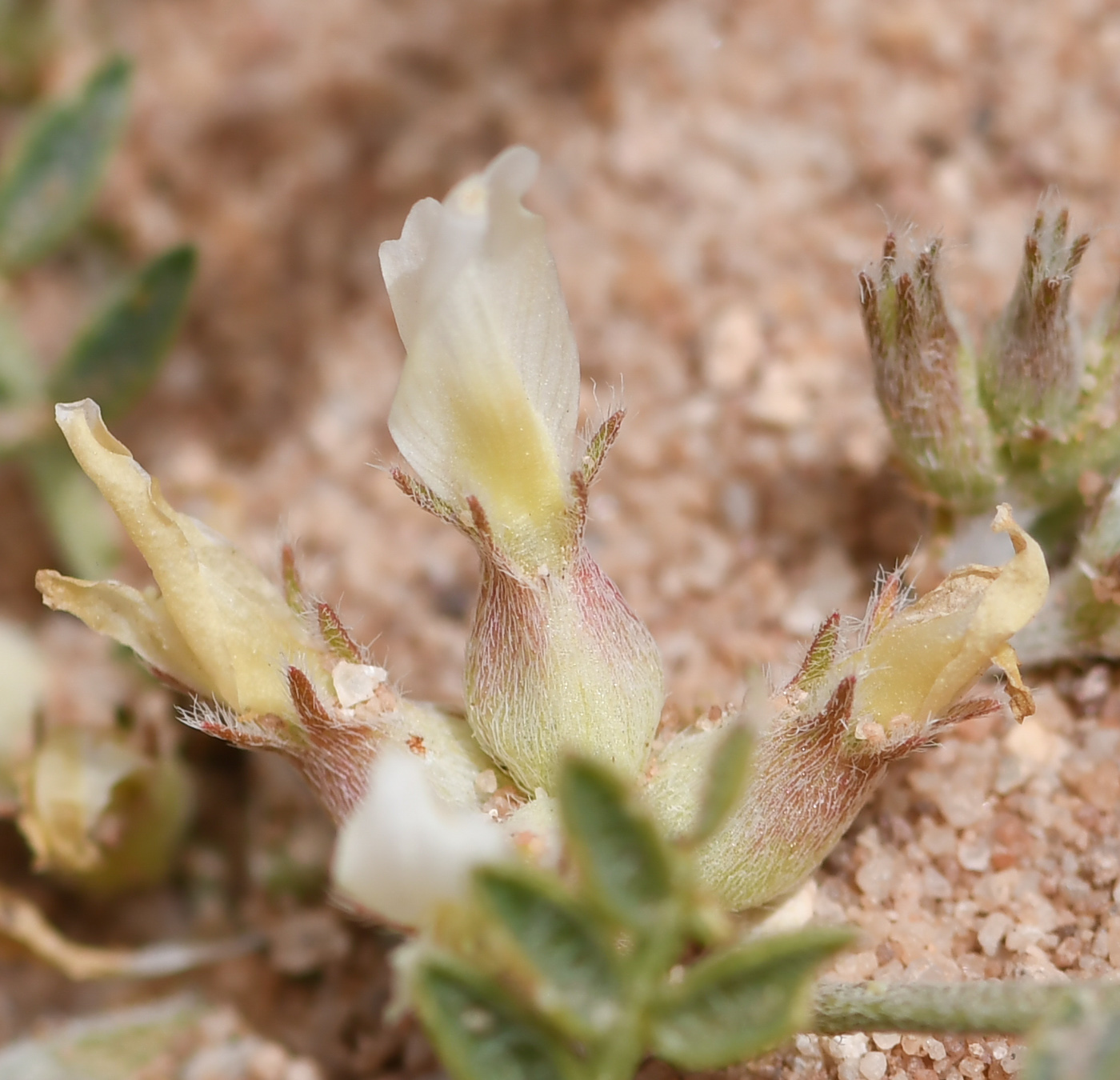 Image of Astragalus tribuloides specimen.