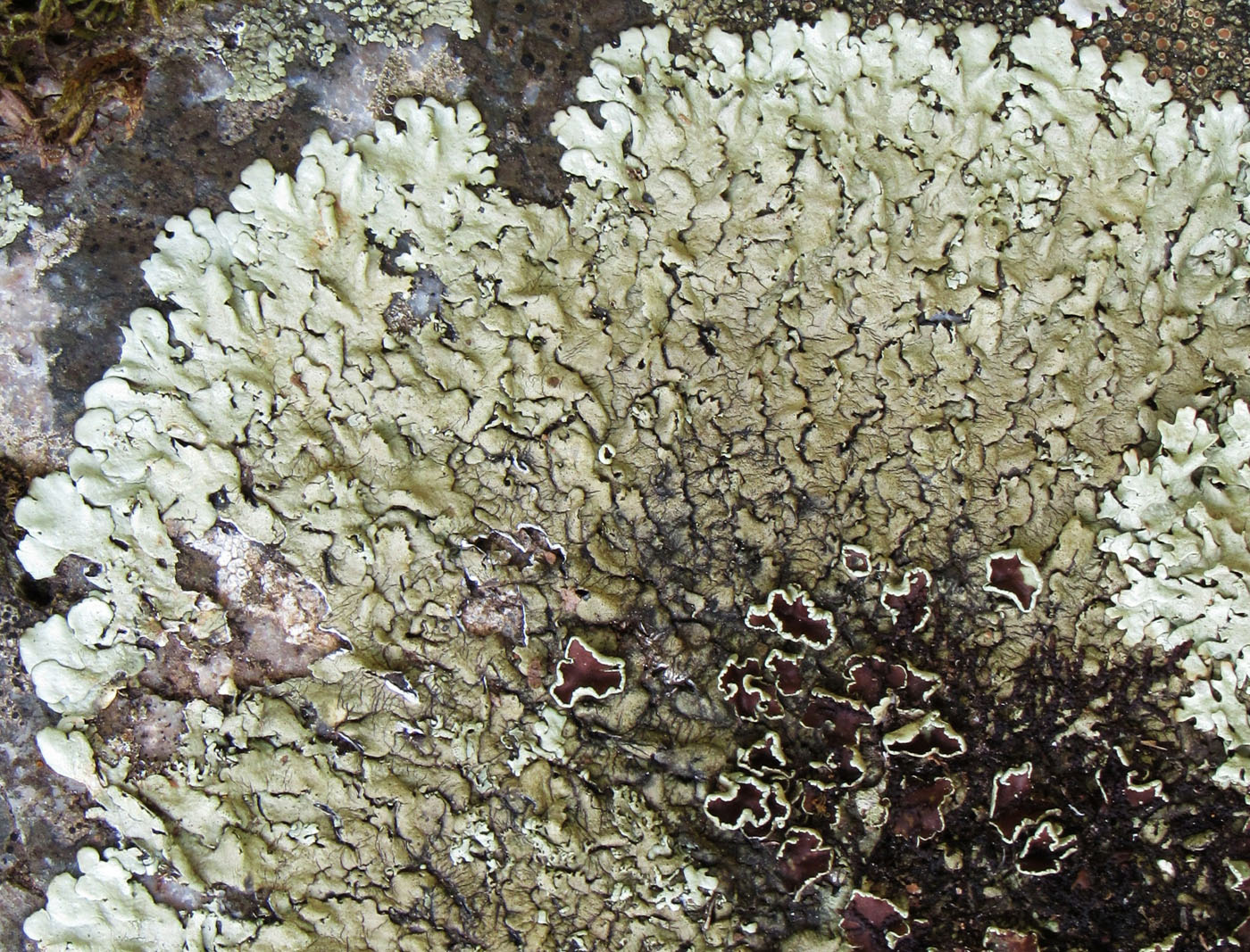 Image of Xanthoparmelia sublaevis specimen.