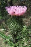 Cirsium vulgare. Соцветие. Крым, окр. с. Лучистое. 21 июля 2010 г.