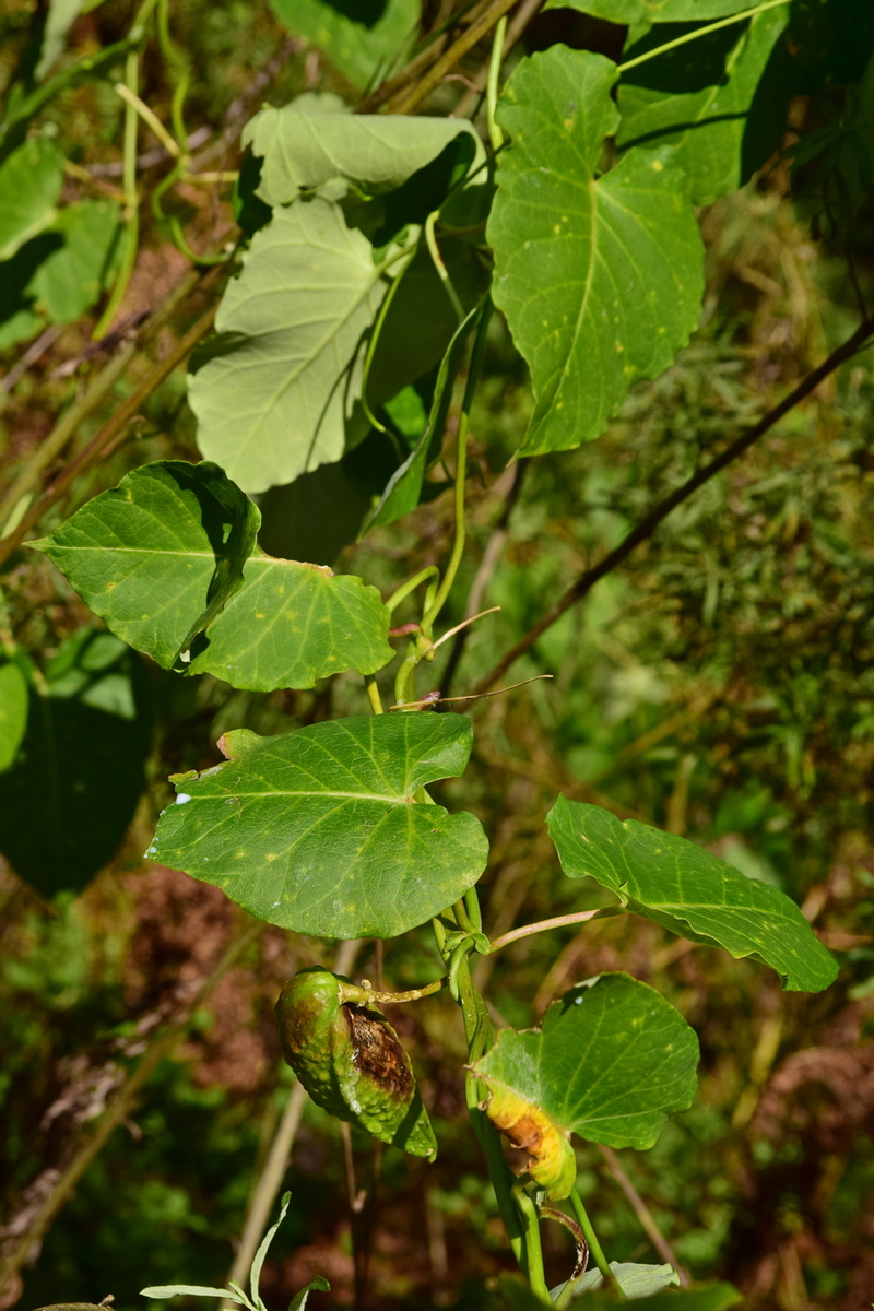 Image of Metaplexis japonica specimen.