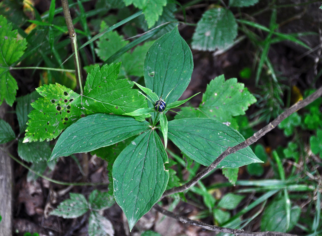 Image of Paris quadrifolia specimen.