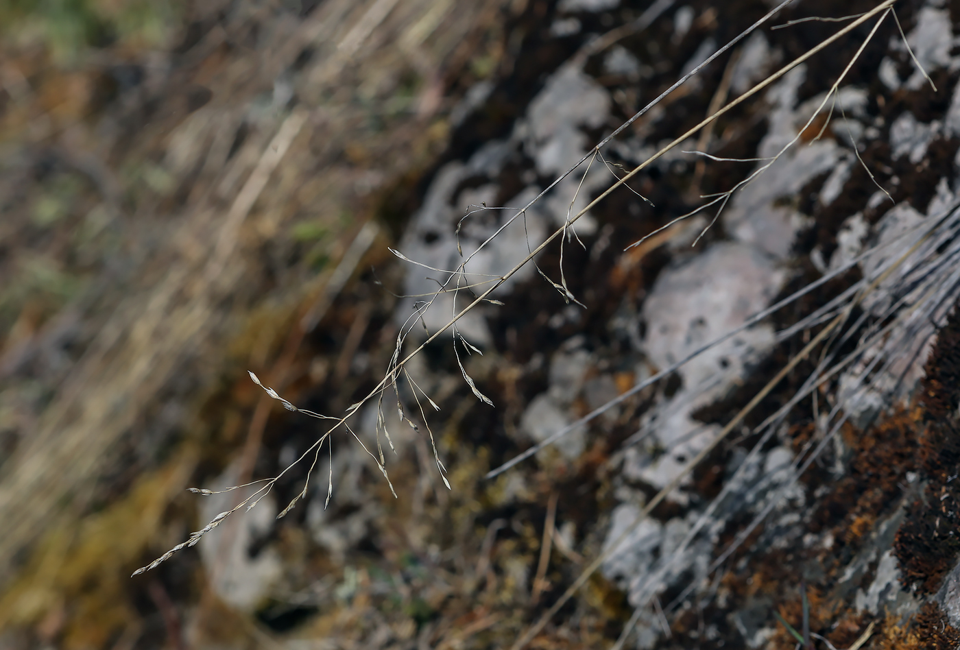 Image of genus Poa specimen.